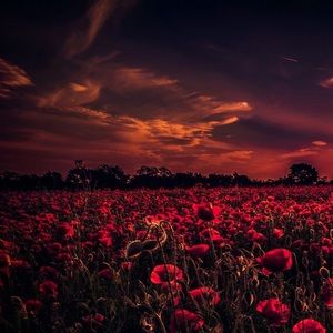 Meet your Posher, Elona nadiya